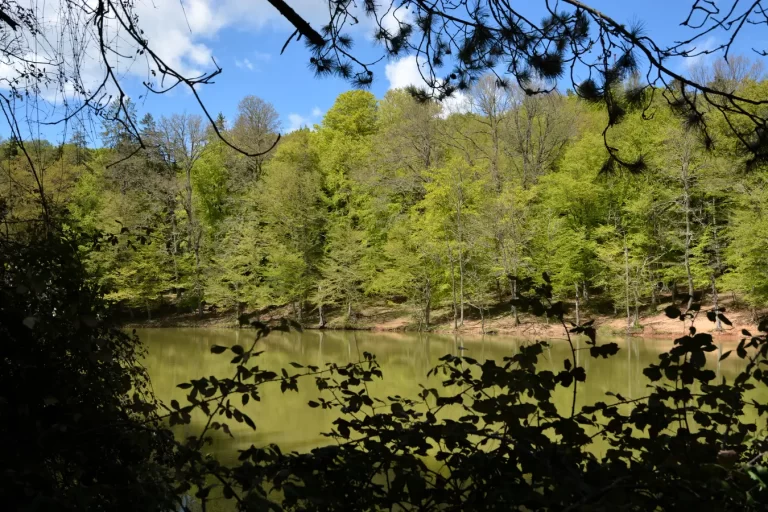 Escursione Foresta Umbra: Trekking tra Faggi Secolari