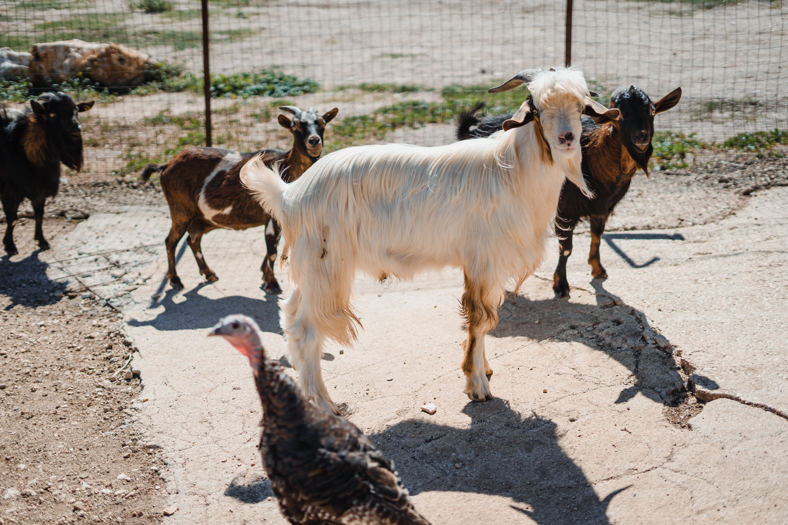 Animali da masseria