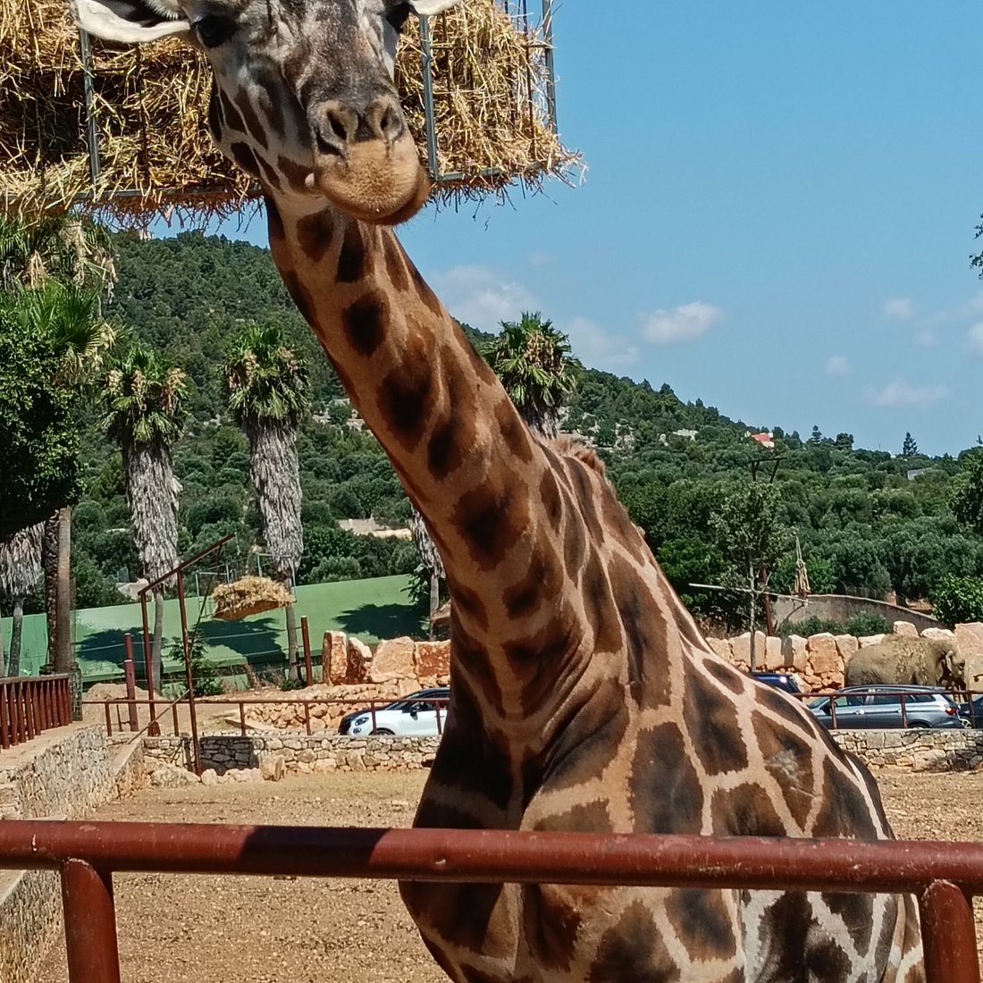 ZooSafari Fasano: un’avventura tra animali, natura e divertimento