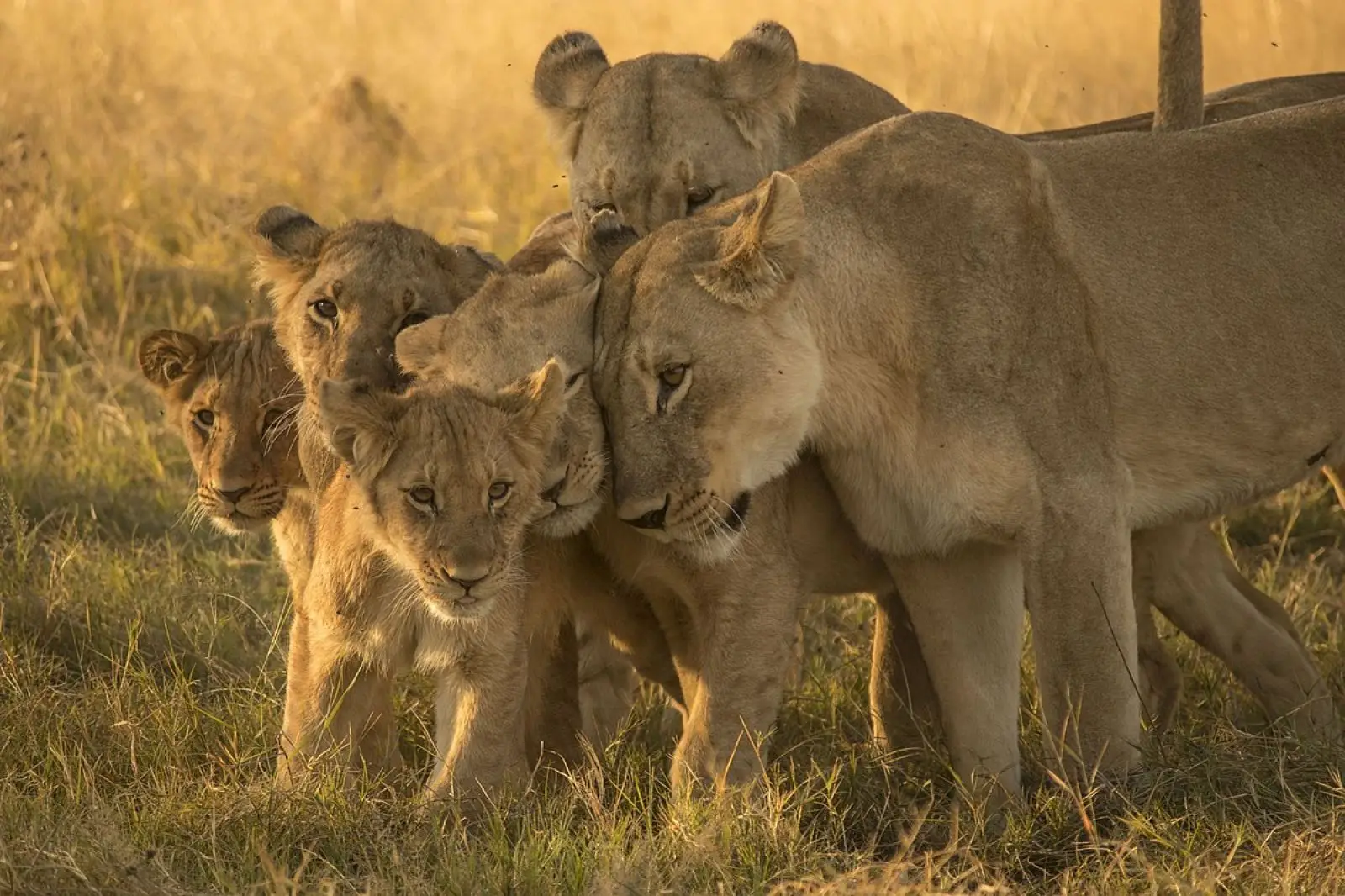 ZooSafari Fasano: un’avventura tra animali, natura e divertimento